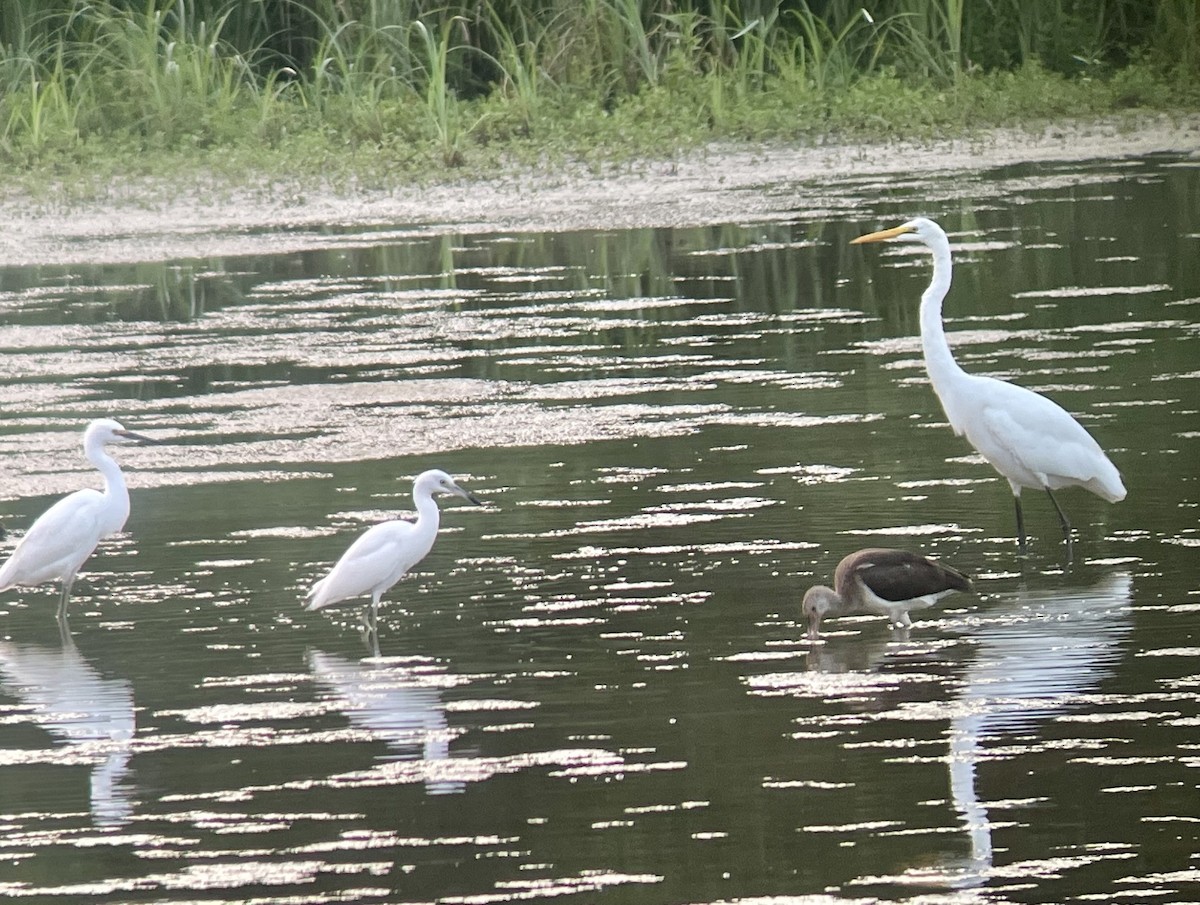 Great Egret - ML599626191