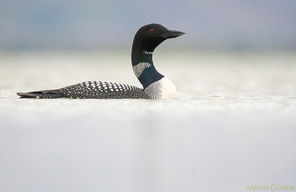 Common Loon - ML599626201