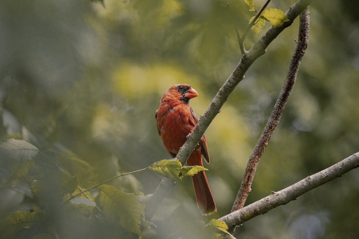 Northern Cardinal - ML599626241