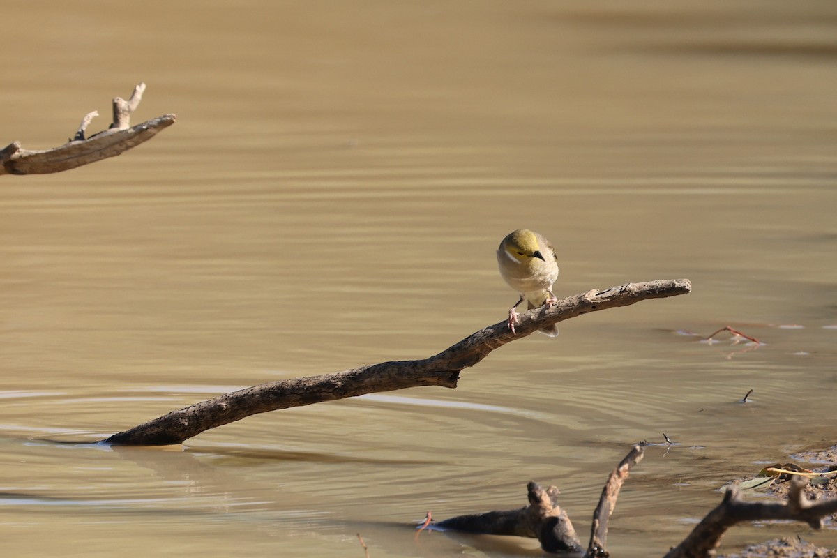 White-plumed Honeyeater - ML599626251