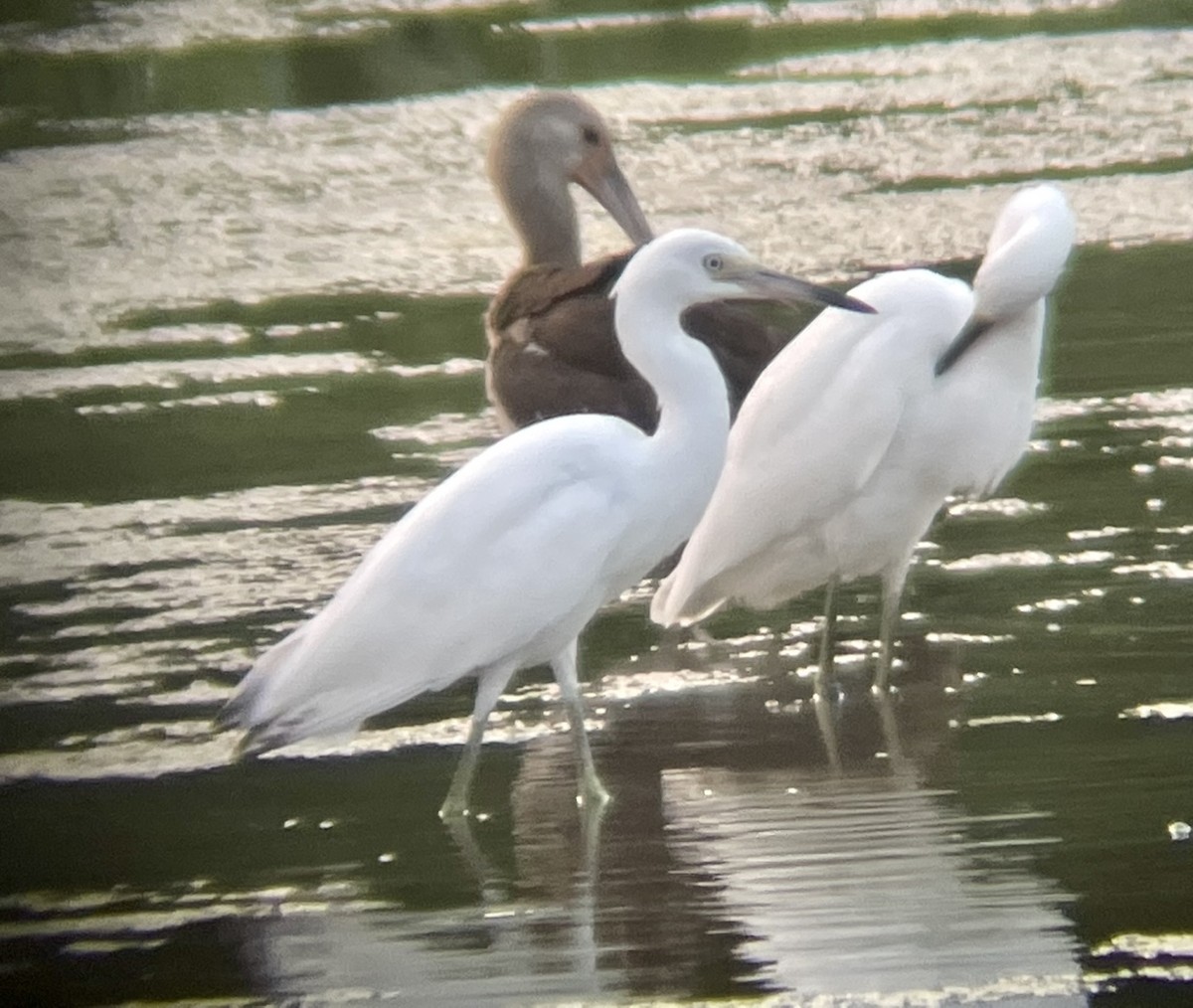 Little Blue Heron - ML599626321