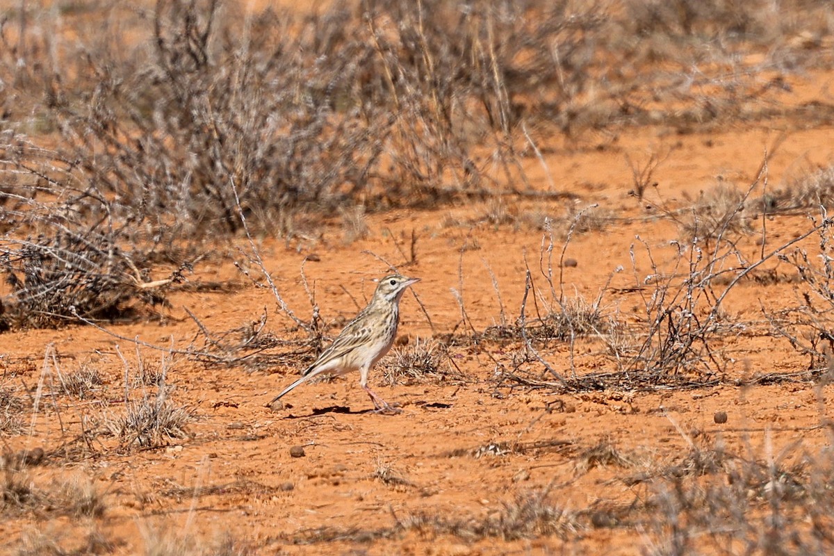 Australian Pipit - ML599626371