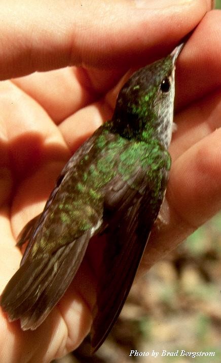 White-bellied Emerald - Brad Bergstrom