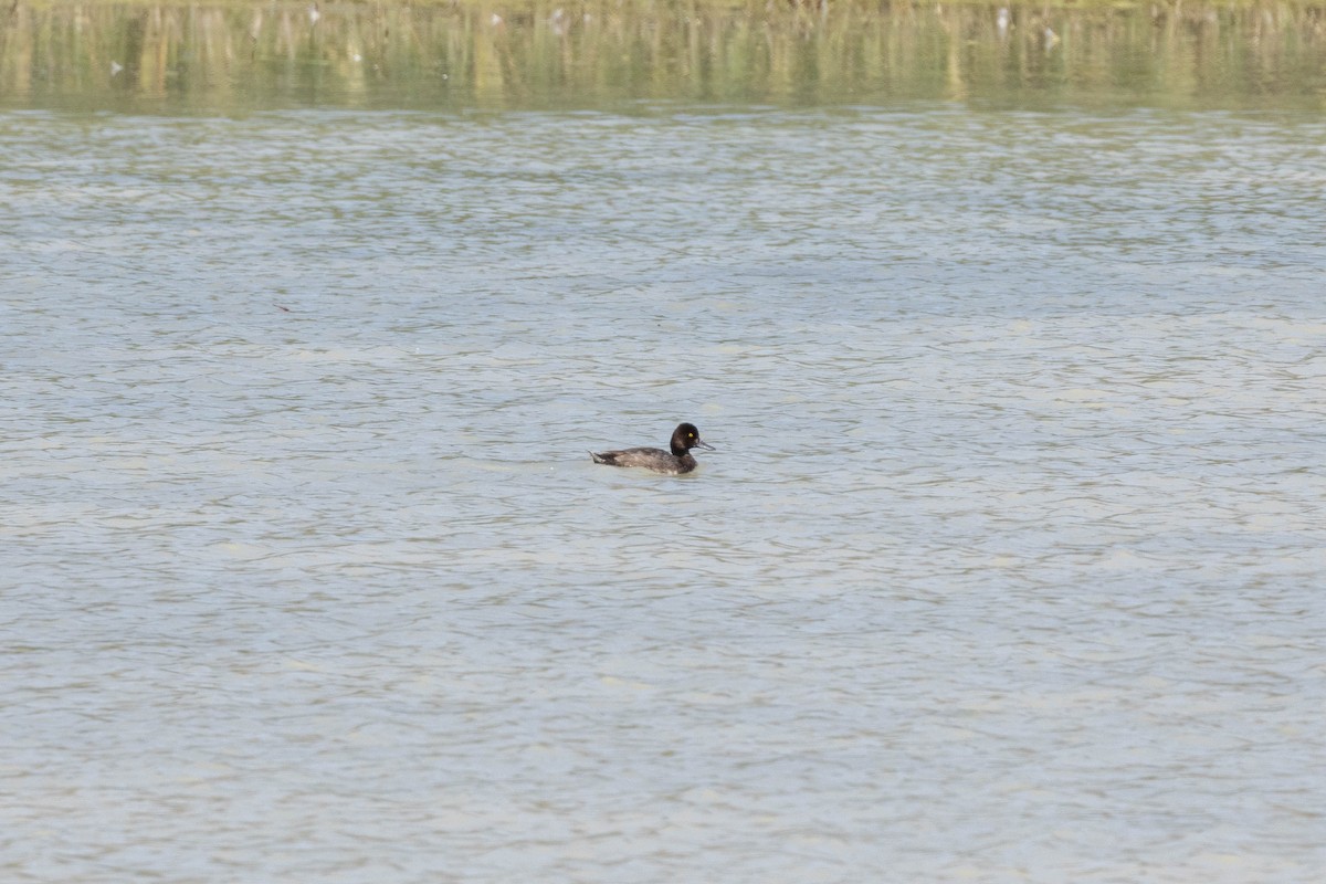 Lesser Scaup - ML599626821