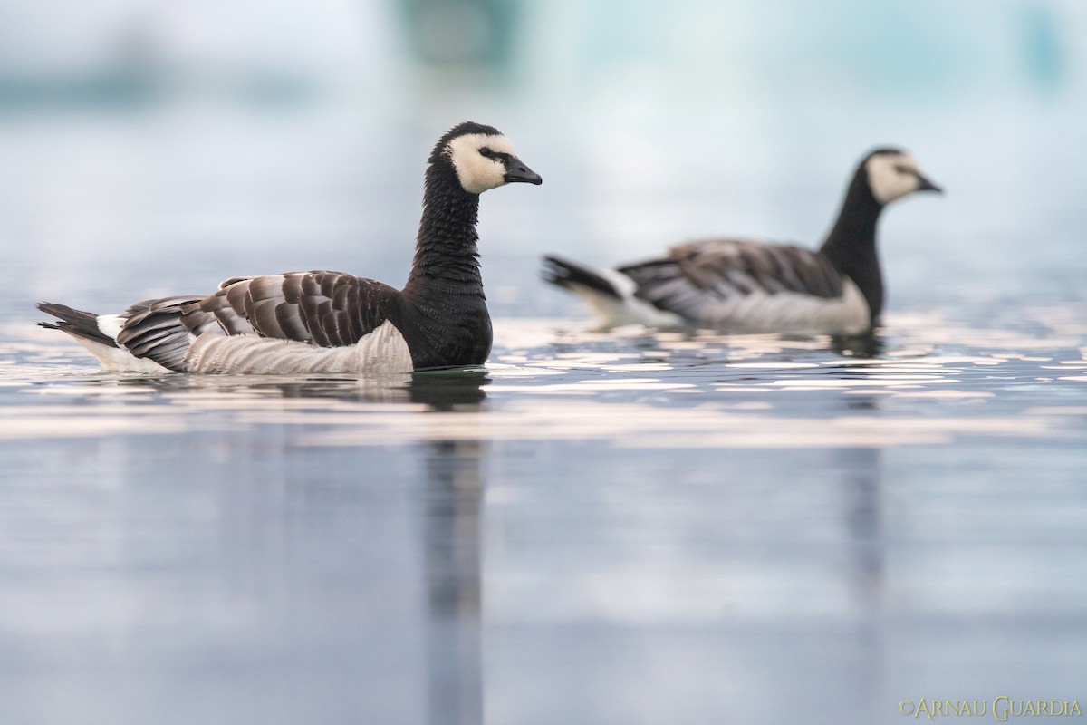 Barnacle Goose - ML599626901