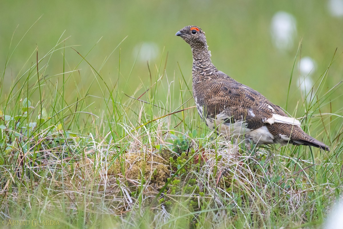 Rock Ptarmigan - Arnau Guardia