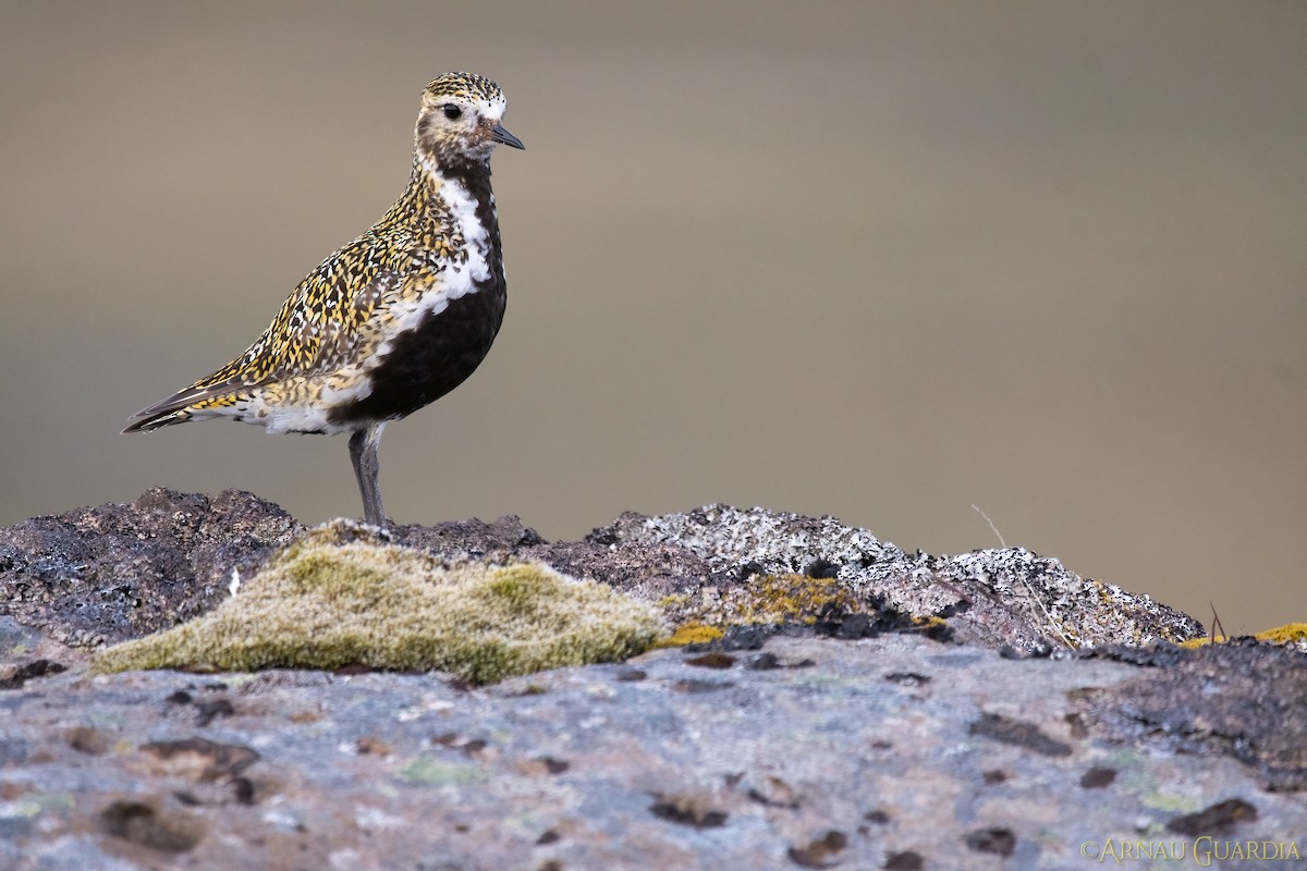 European Golden-Plover - Arnau Guardia