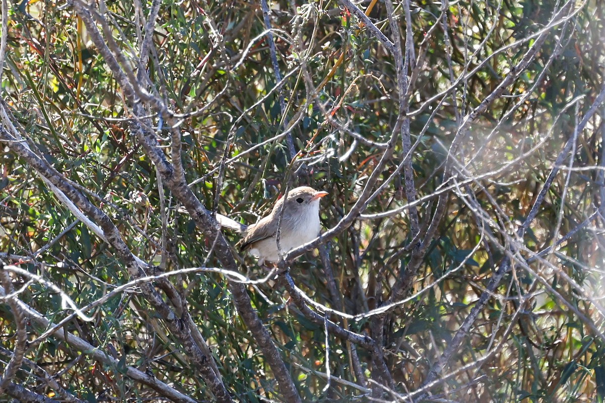 White-winged Fairywren - ML599627181