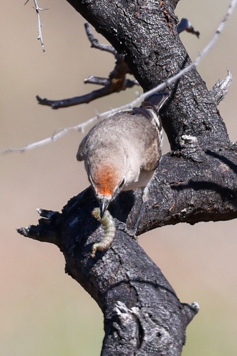 Red-capped Robin - ML599627261