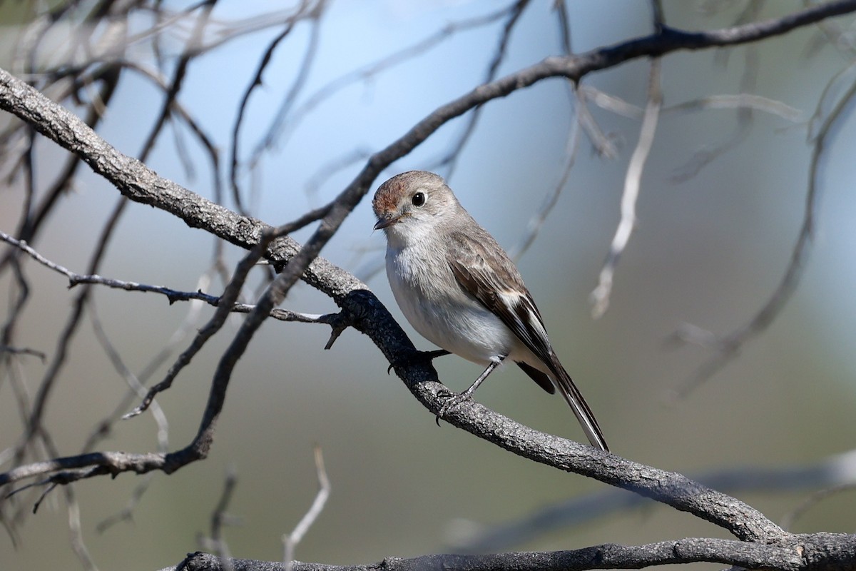 Red-capped Robin - ML599627271