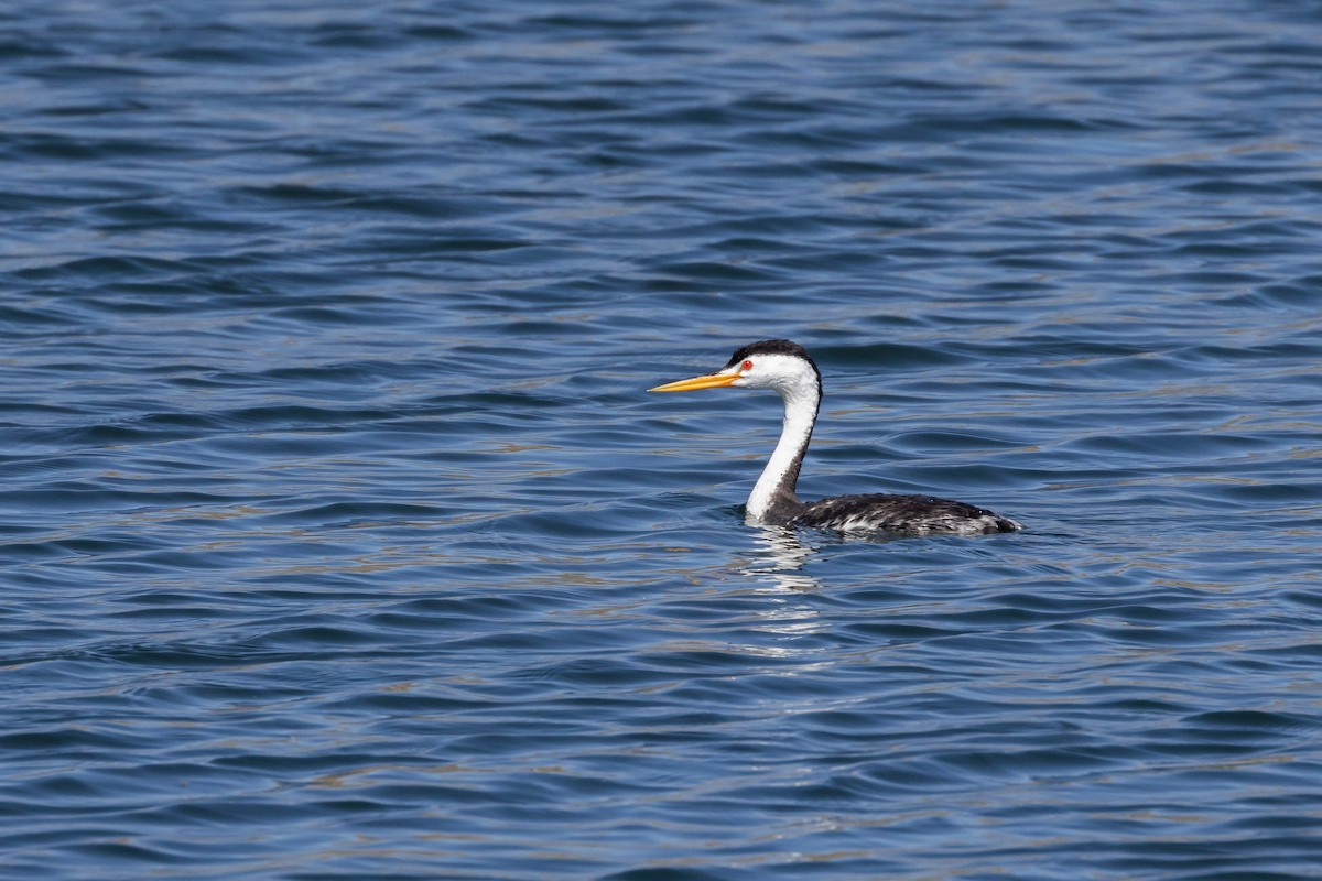 Clark's Grebe - ML599627281