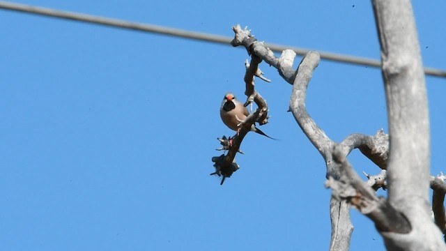 Long-tailed Finch - ML599627391