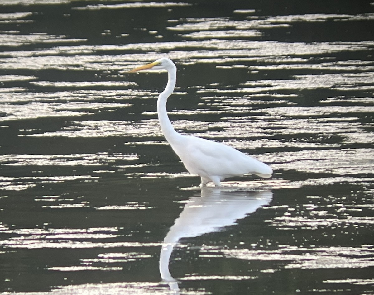 Great Egret - ML599627461