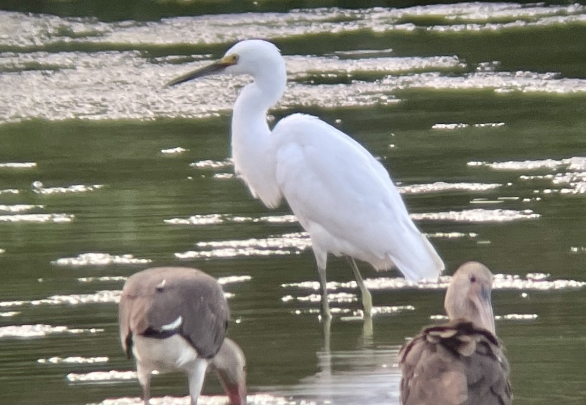 Snowy Egret - ML599627531