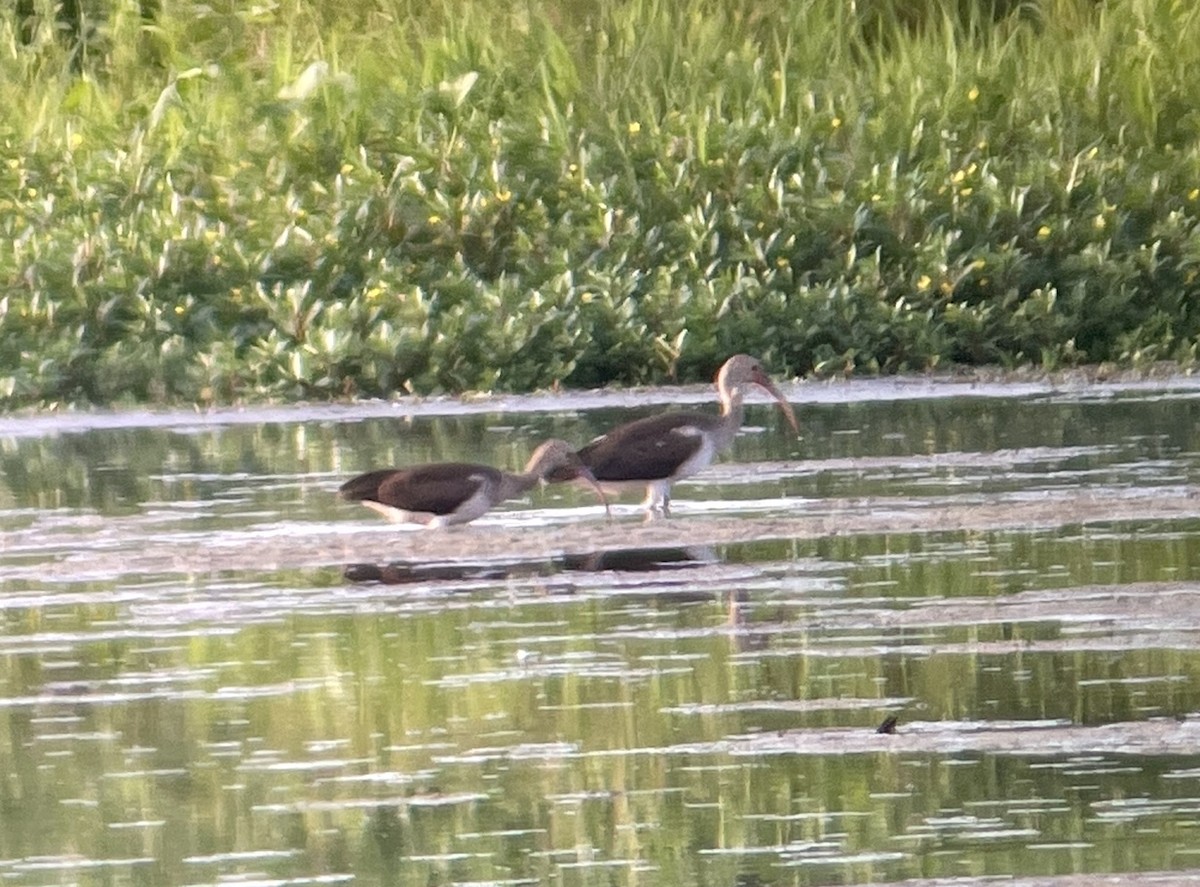 White Ibis - ML599627541