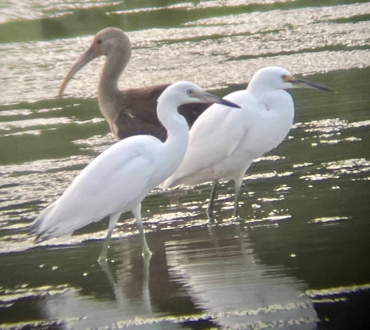 Little Blue Heron - ML599627761