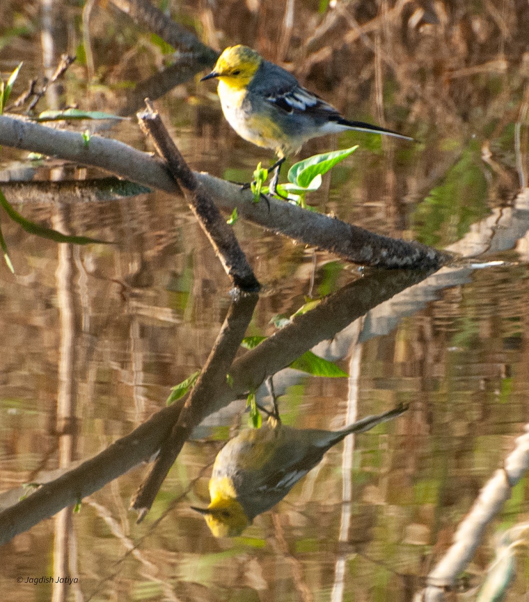 Citrine Wagtail - ML599629401