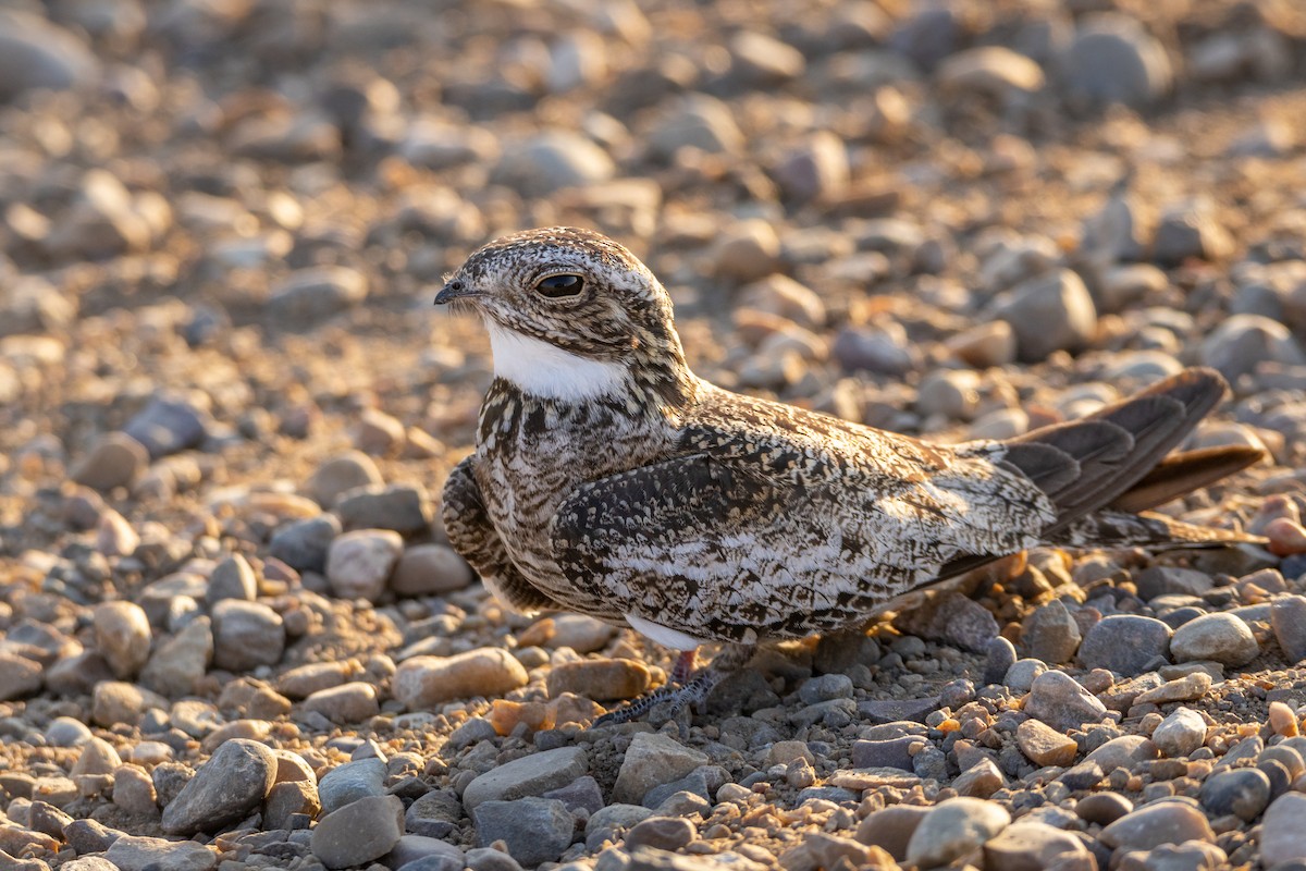 Common Nighthawk - ML599629521