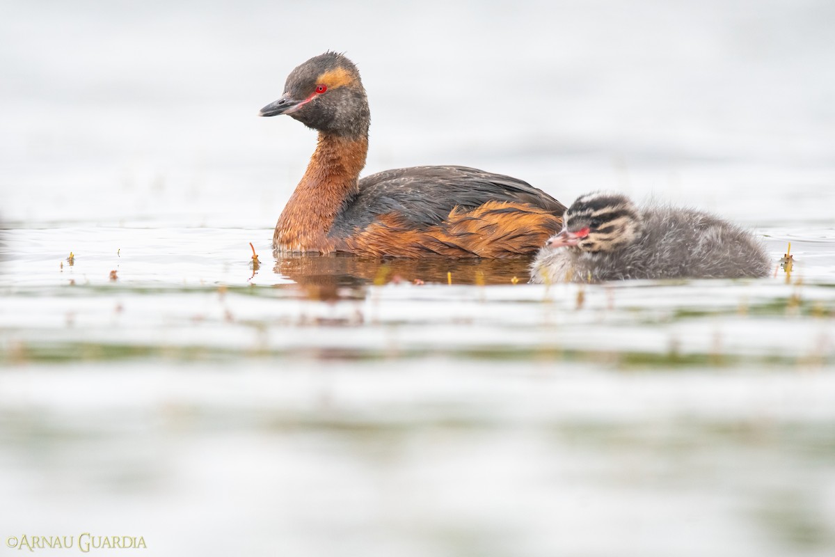 Horned Grebe - ML599629691
