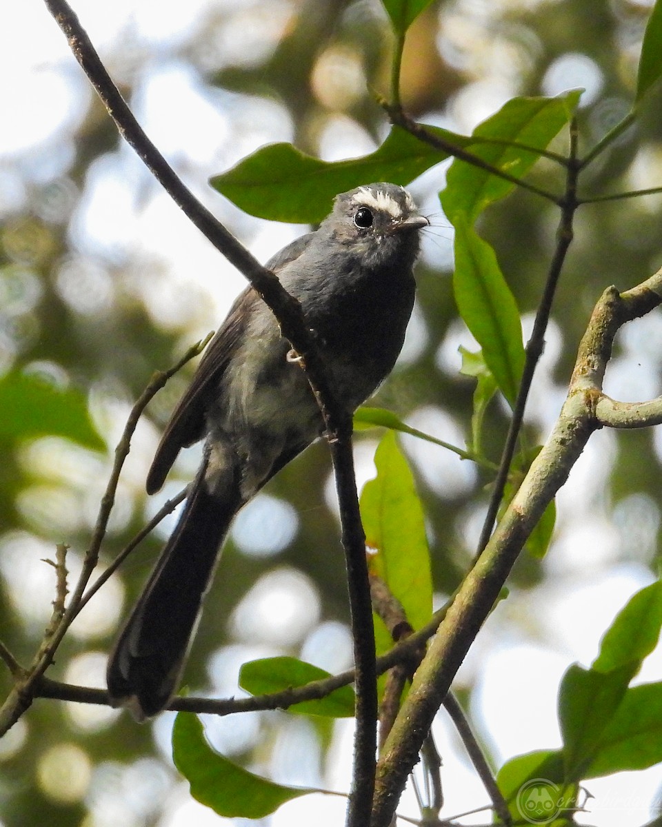 White-bellied Fantail - ML599629711