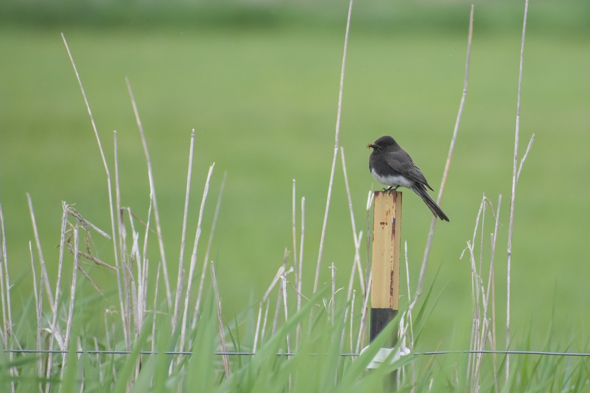 Чёрный фиби - ML599629801