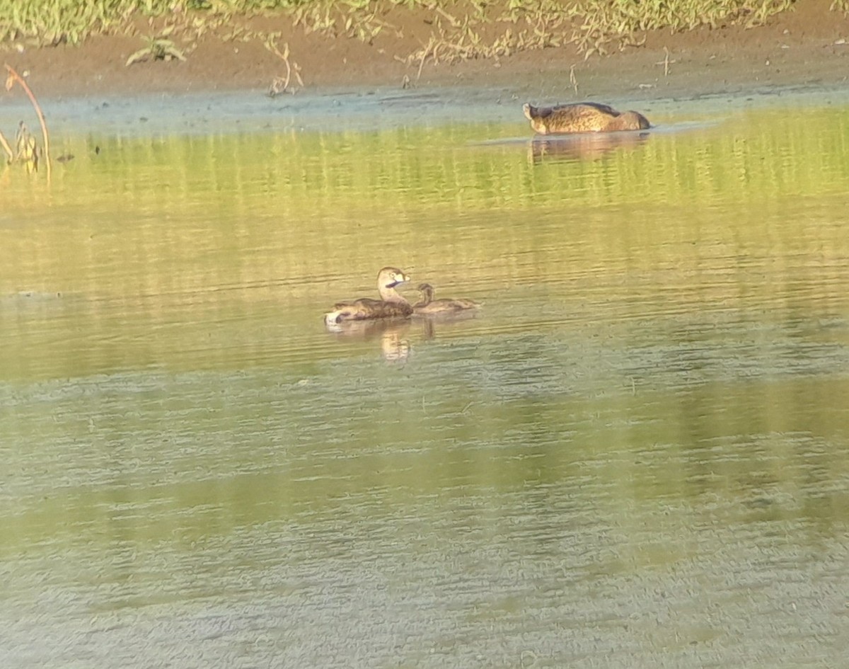 Pied-billed Grebe - ML599630051