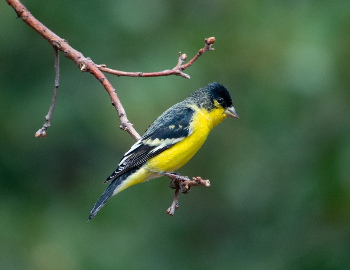 Lesser Goldfinch - eildert beeftink