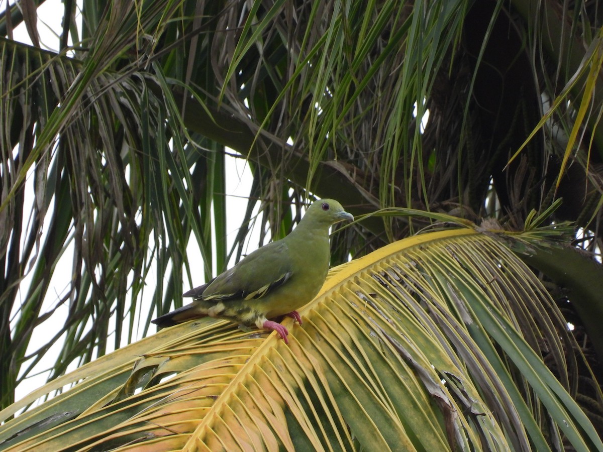 Pink-necked Green-Pigeon - Romtum Pradid