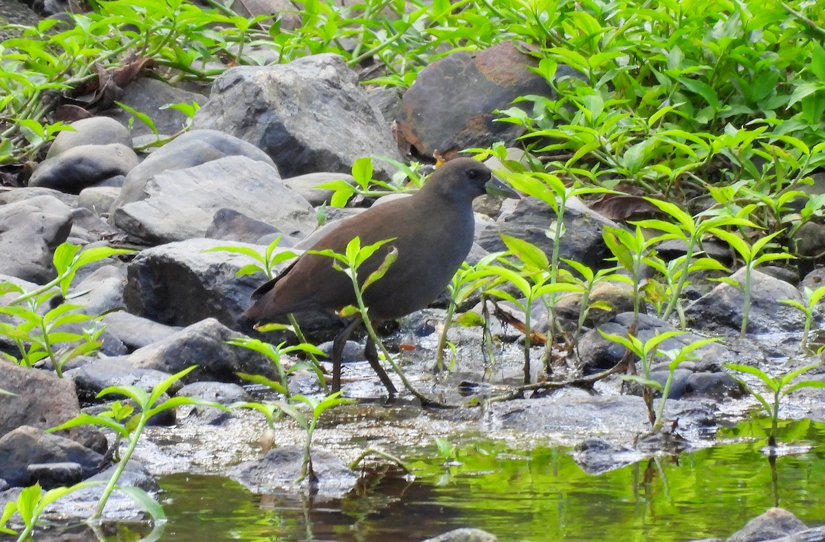 Pale-vented Bush-hen - ML599633261