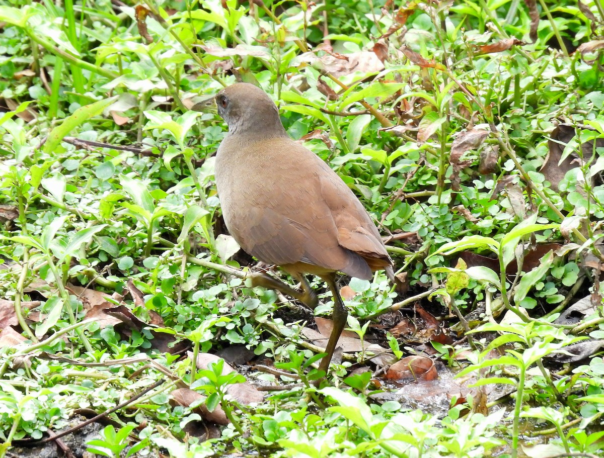 Pale-vented Bush-hen - ML599633291