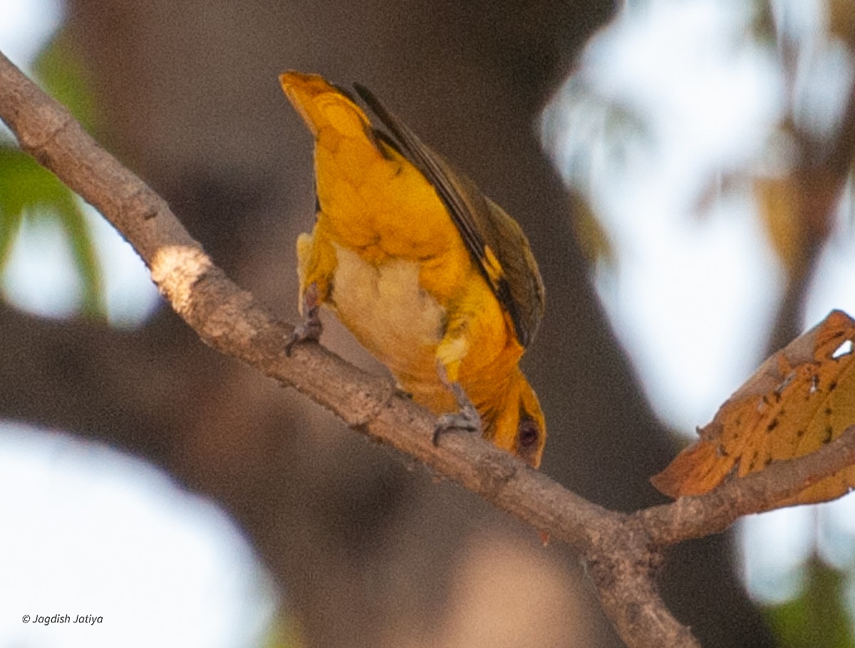 Indian Golden Oriole - ML599634391