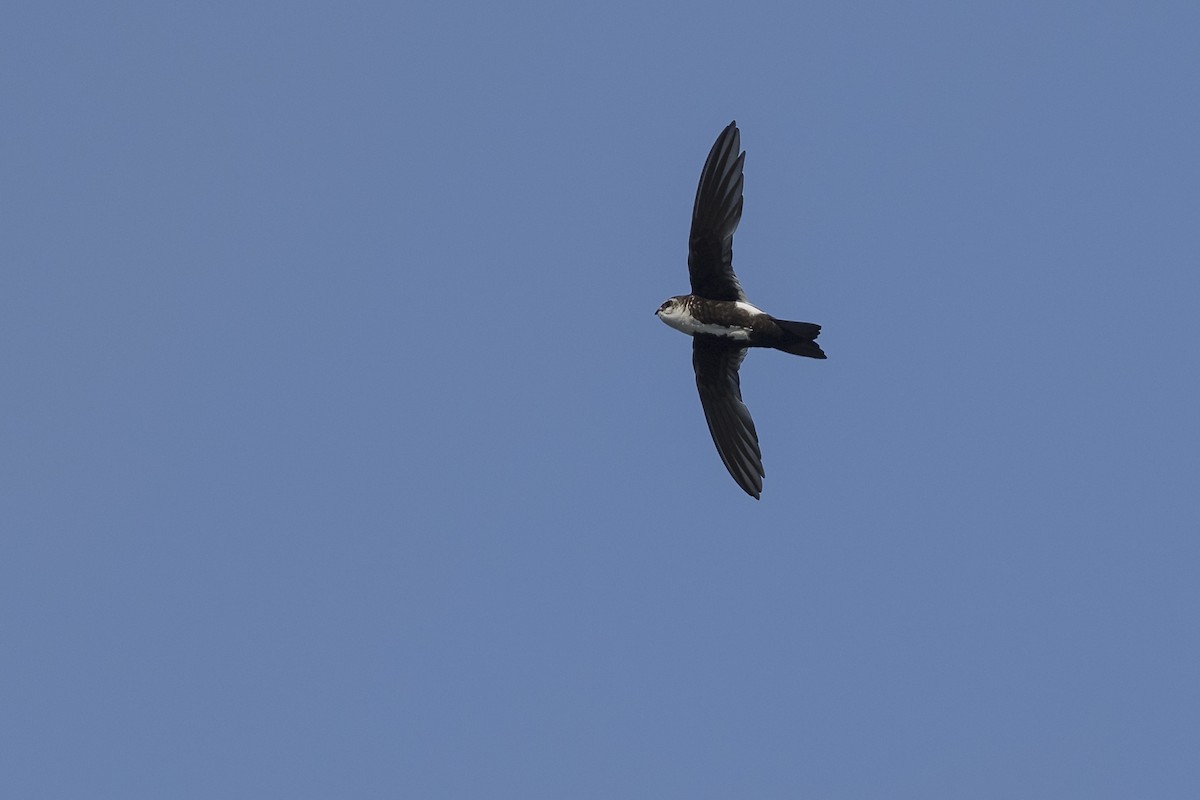 White-throated Swift - ML599635151