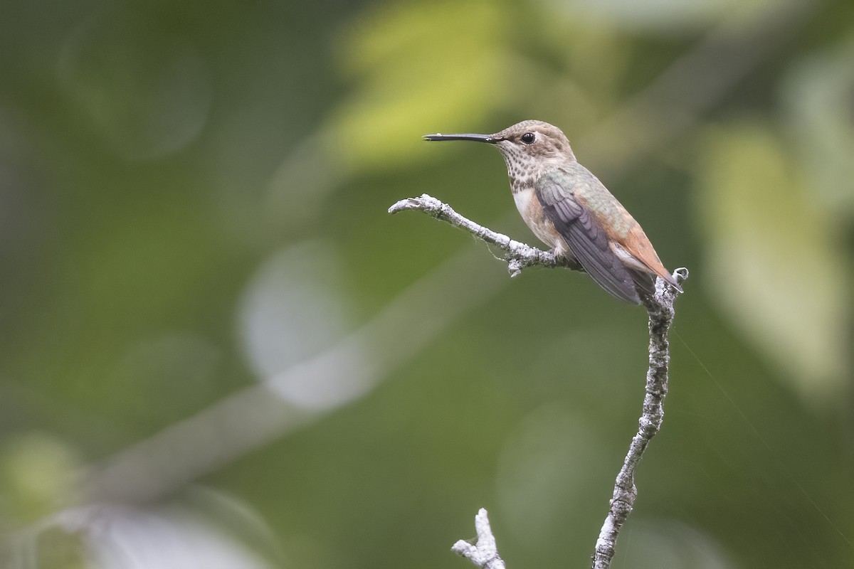Allen's Hummingbird - ML599635181