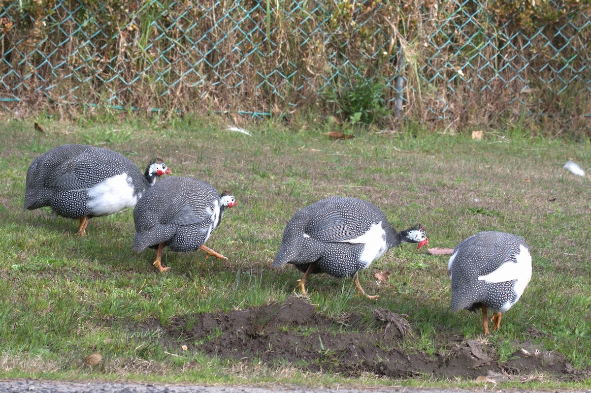 Helmeted Guineafowl (Domestic type) - Chris Munson