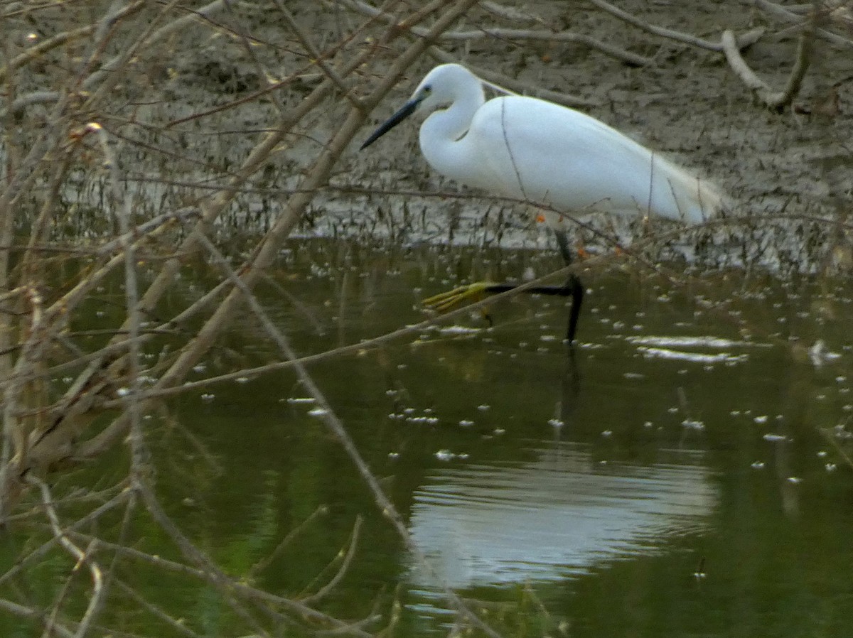 Little Egret - ML599636101