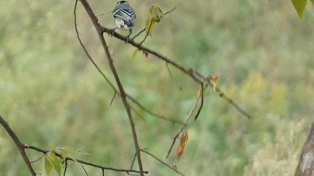 Asian Tit (Cinereous) - ML599636491