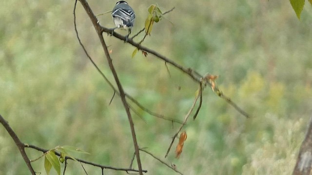 Cinereous Tit - ML599636491