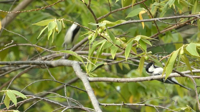 Asian Tit (Cinereous) - ML599636501