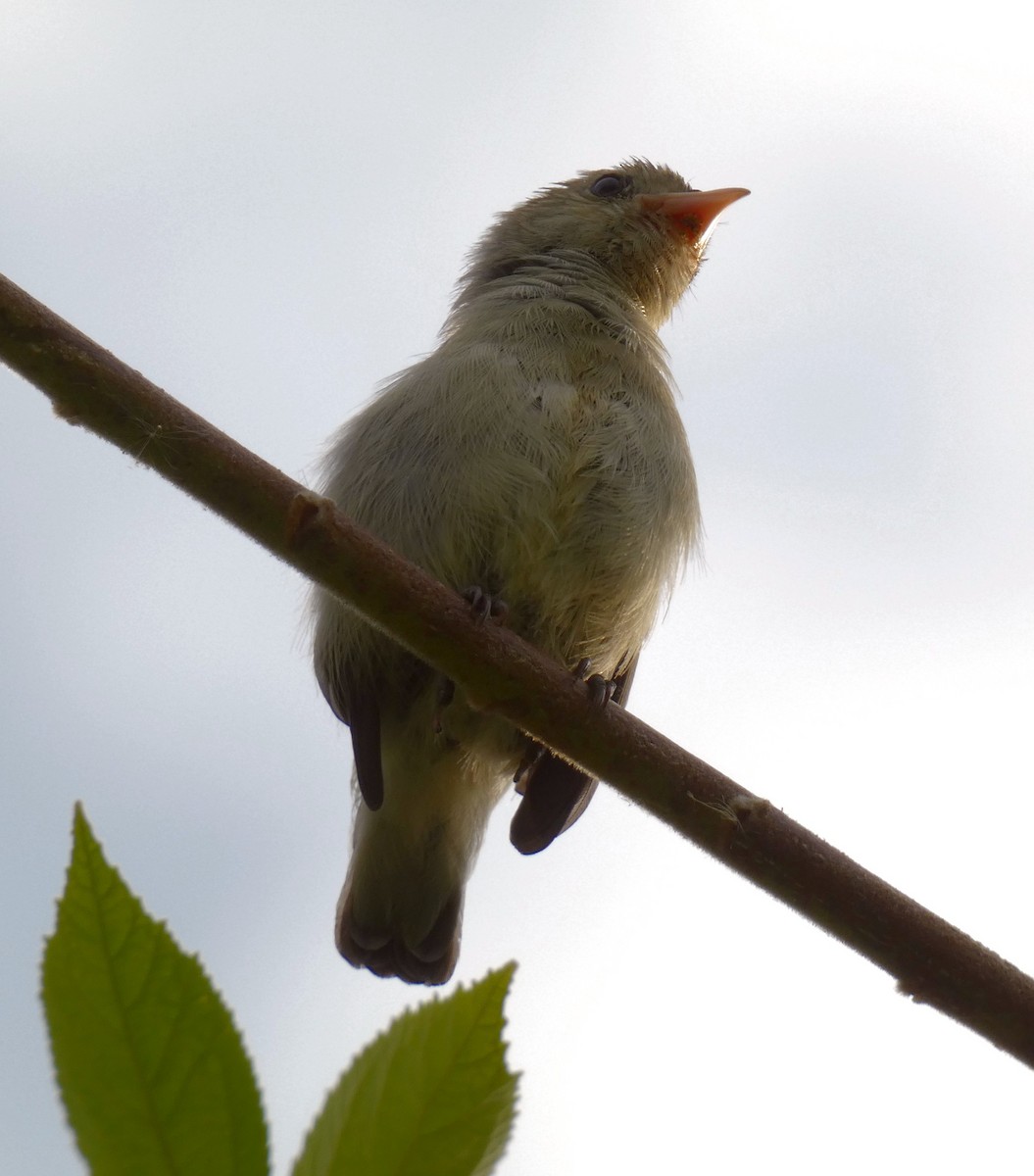 Pale-billed Flowerpecker - ML599636651