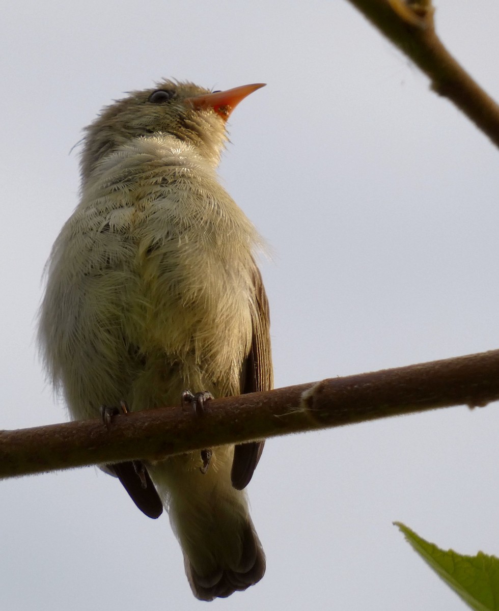 Pale-billed Flowerpecker - ML599636661