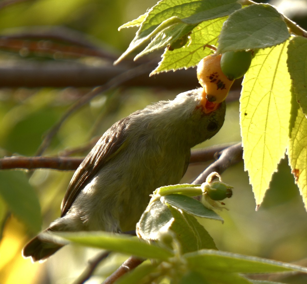 Pale-billed Flowerpecker - ML599636691