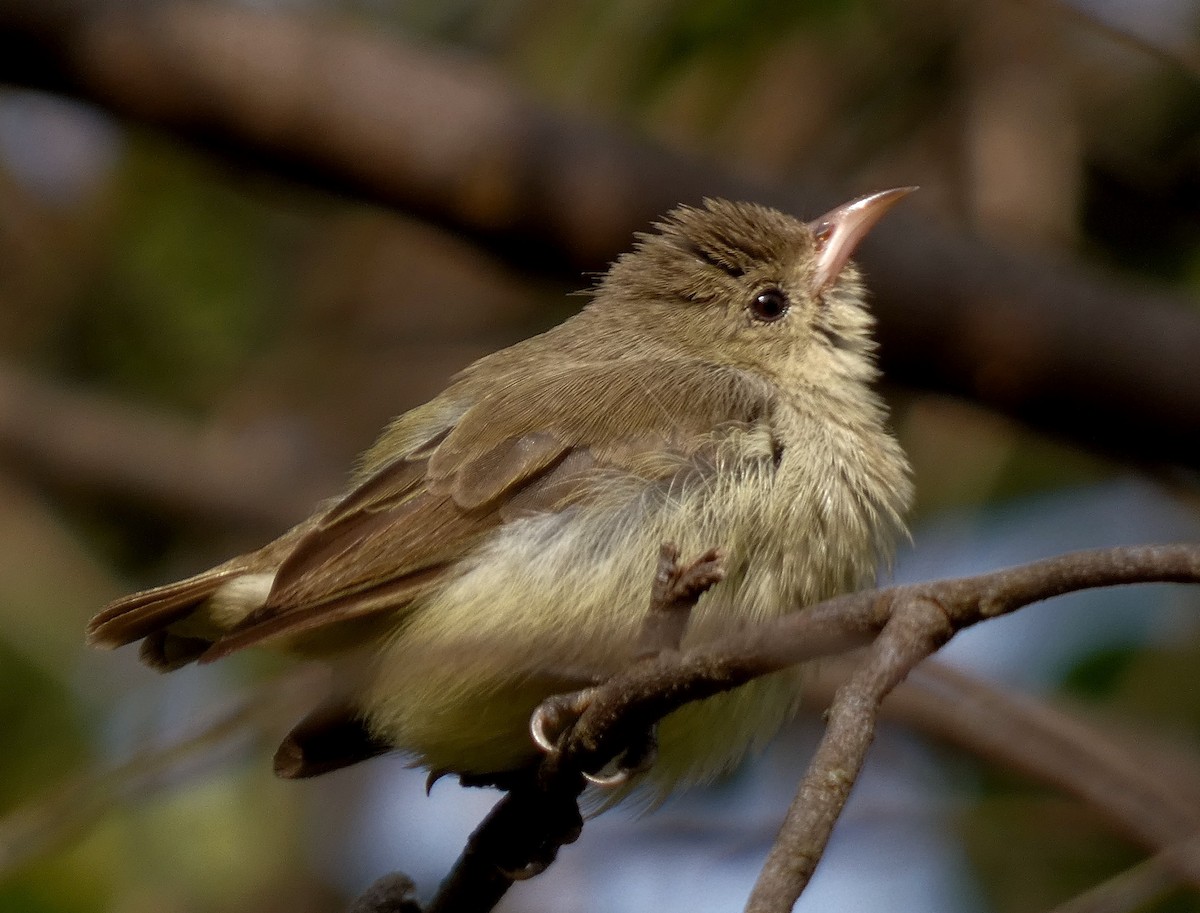 Pale-billed Flowerpecker - ML599636701