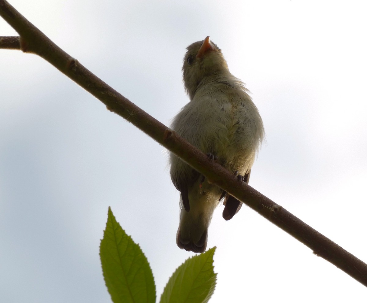 Pale-billed Flowerpecker - ML599636721