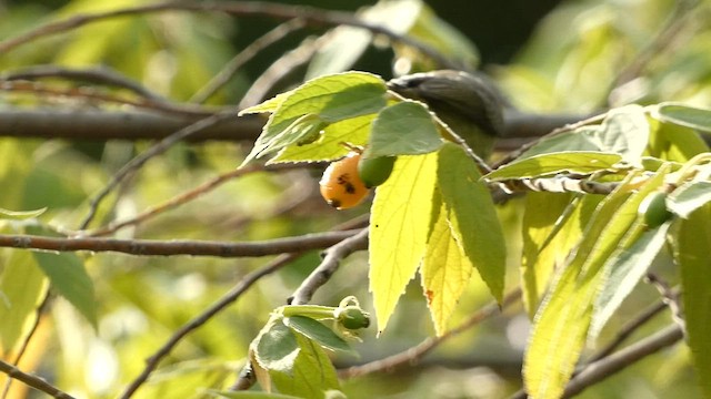 Pale-billed Flowerpecker - ML599636791