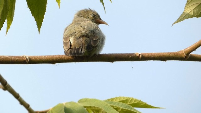 Pale-billed Flowerpecker - ML599636841