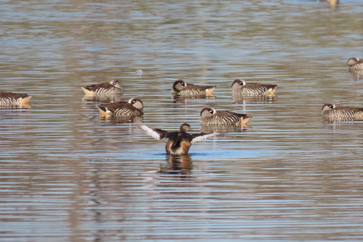 Australasian Grebe - ML599637041