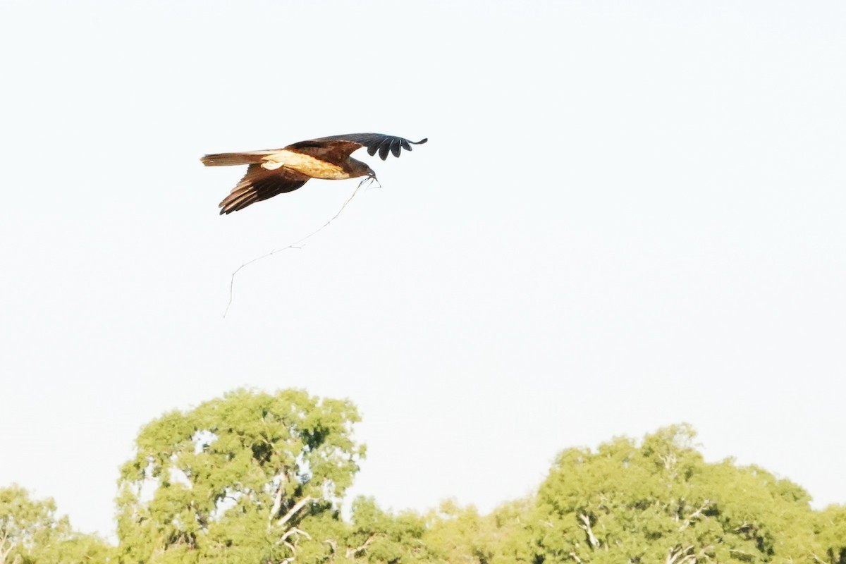 Whistling Kite - ML599637201