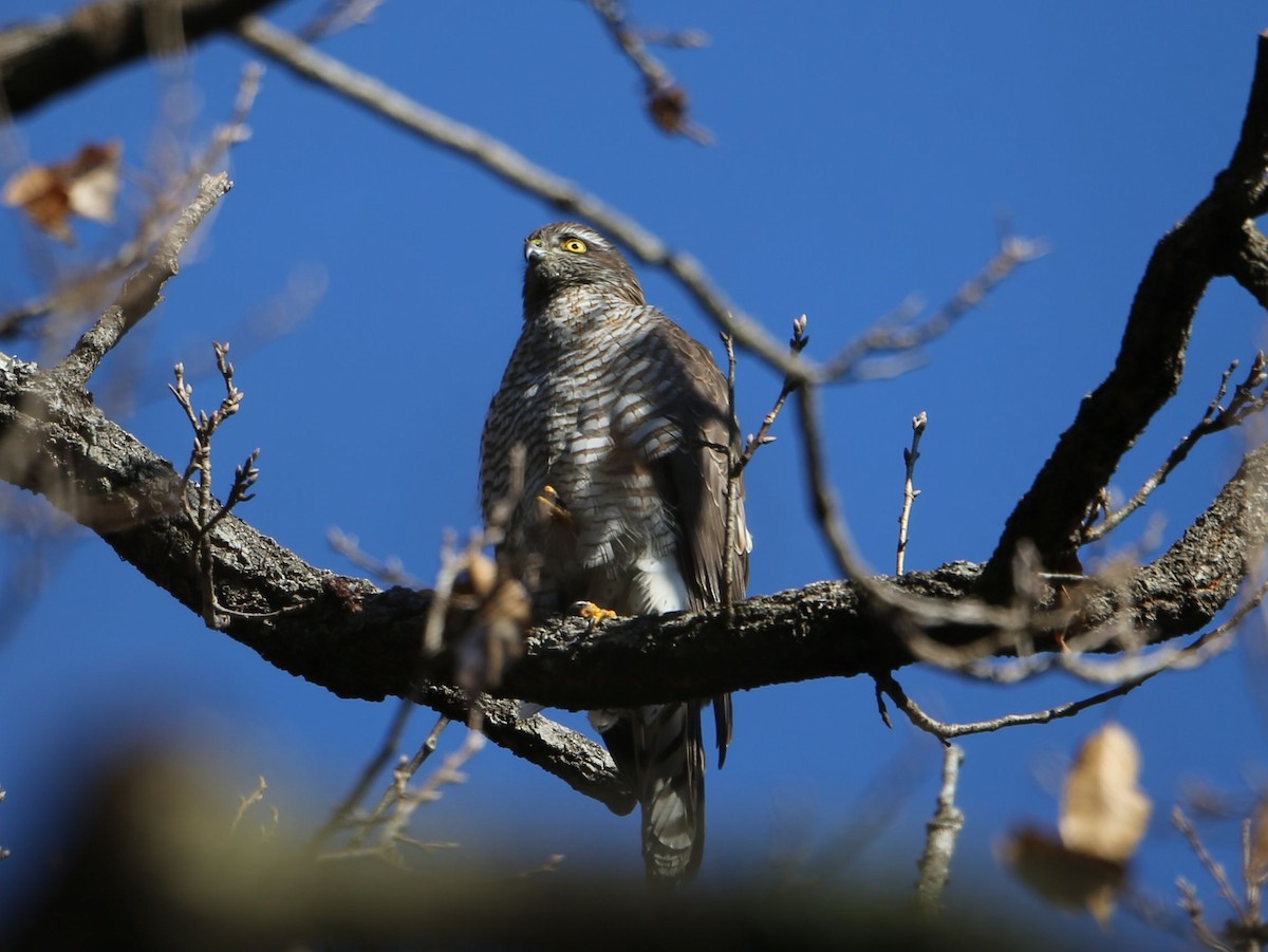 Eurasian Sparrowhawk - Akira Nakanishi