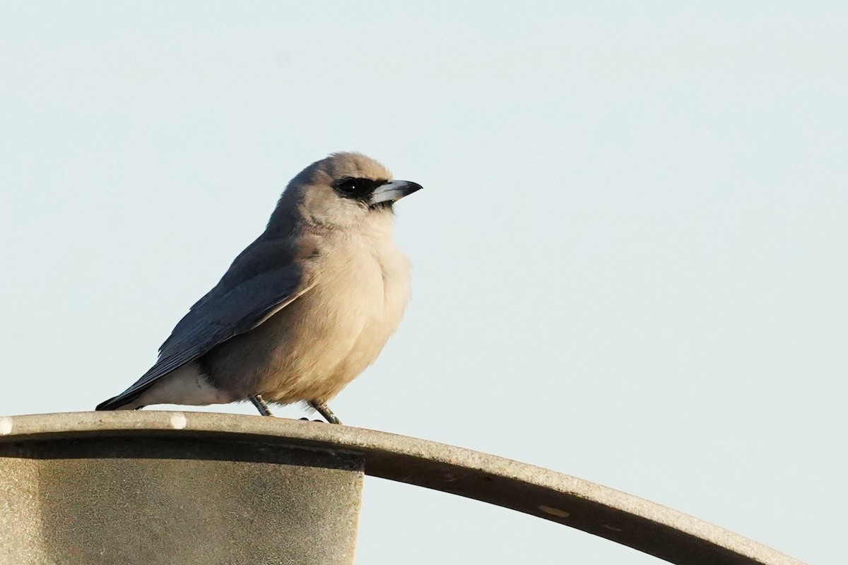 Black-faced Woodswallow - ML599637251