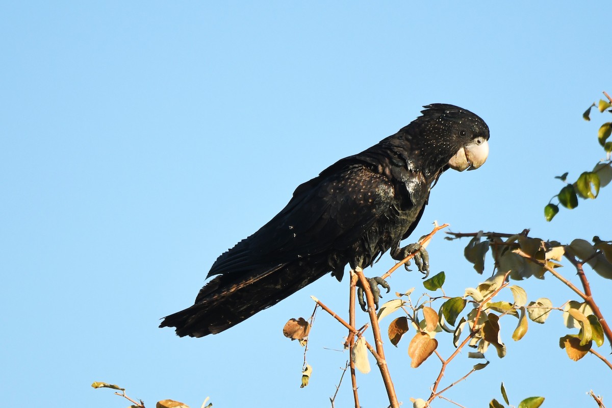 Red-tailed Black-Cockatoo - ML599637261